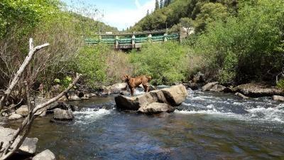 Katy on the North Fork of the Mokelumne River