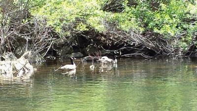 Geese on the North Fork of the Mokelumne RIver
