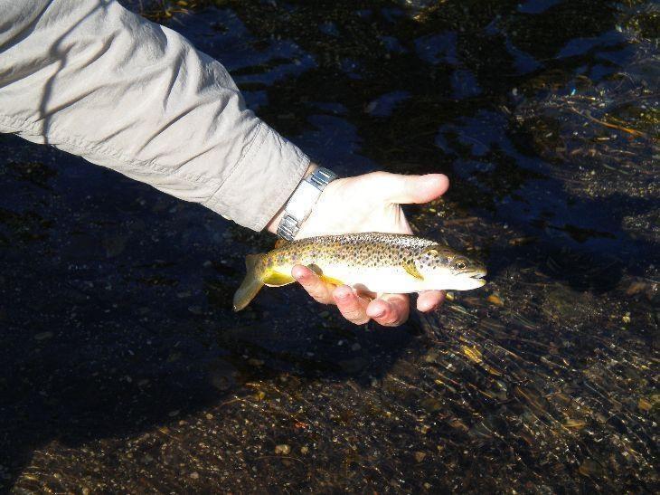 Middle Fork San Joaquin Brown Trout