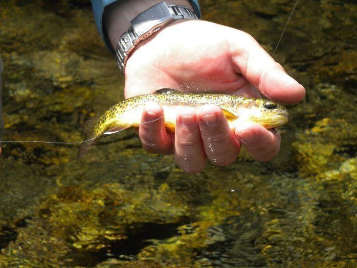 Middle Fork San Joaquin River Golden Trout