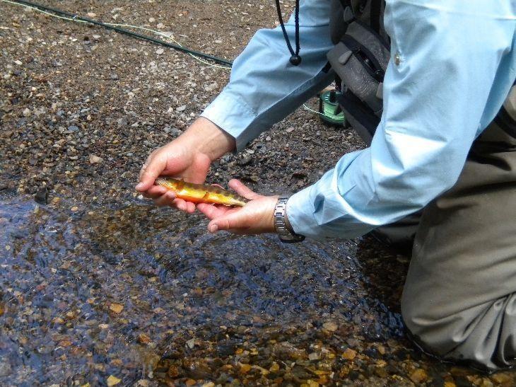 Agnew Meadows Golden Trout