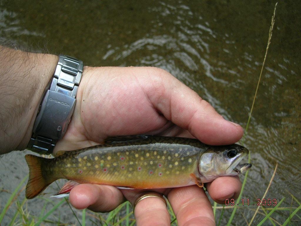 Blue Creek Brook Trout
