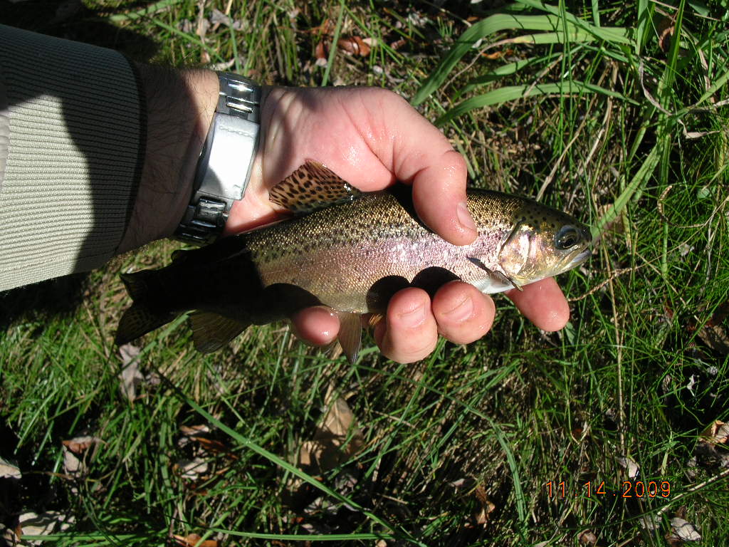 Dustin with a Calaveras River Rainbow