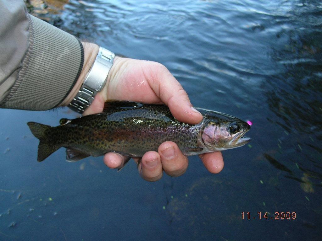 Dustin with a Calaveras River Rainbow