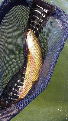heenan lake lahontan cutthroat 111114 1 small
