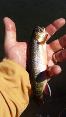 red-lake-creek-brook-trout-8-15-14--small